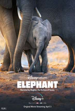 Elefante - Legendado Torrent Download