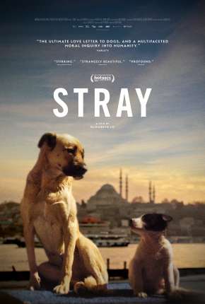 Stray - 2021 Legendado Torrent Download