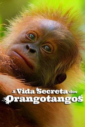 A Vida Secreta dos Orangotangos Torrent Download